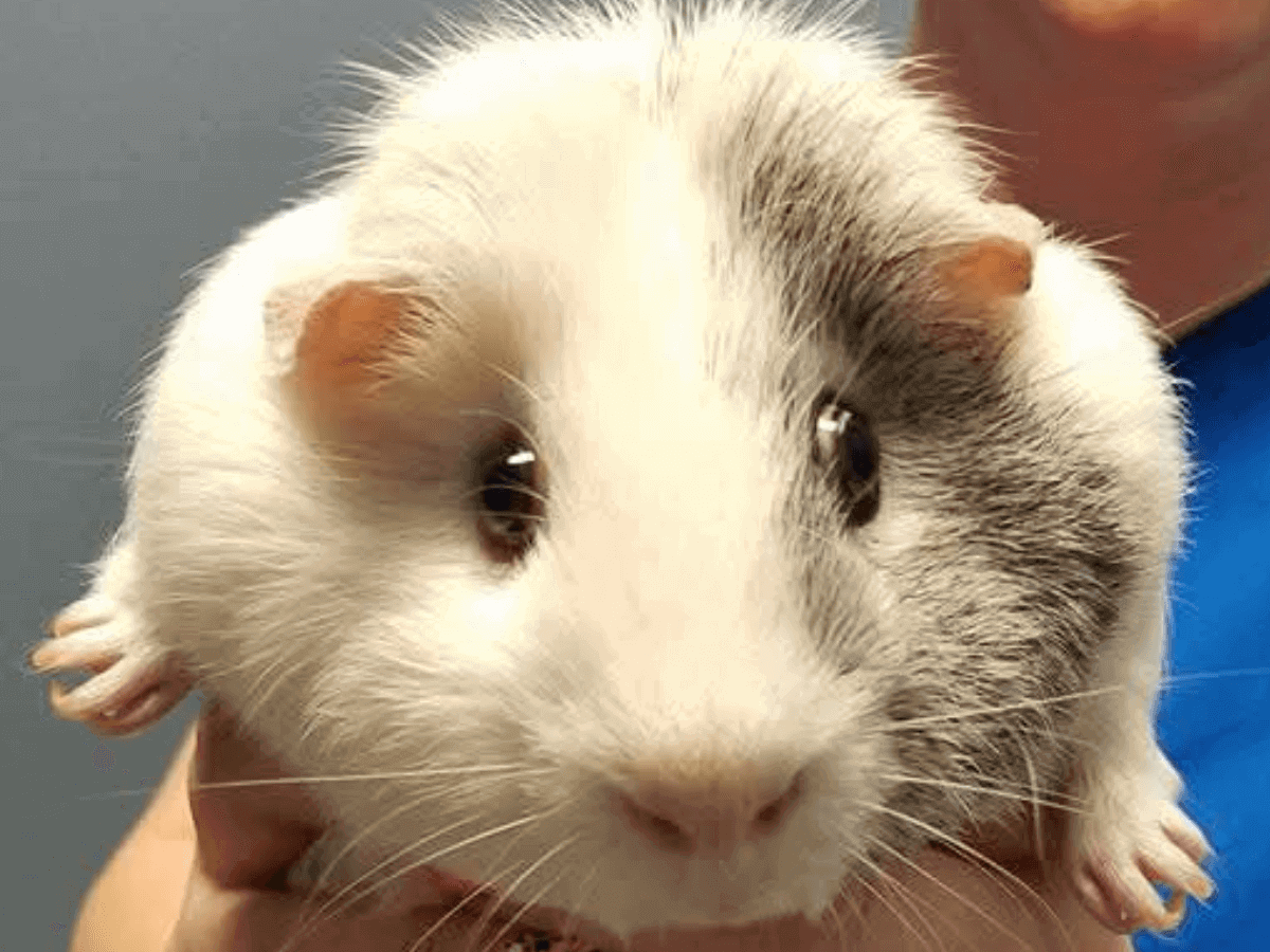 guinea pig