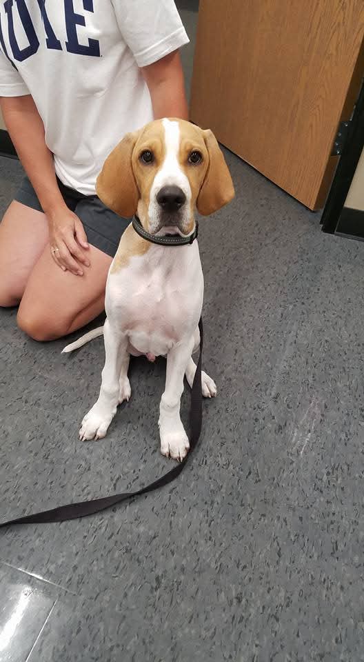 Beagle sits beside owner.