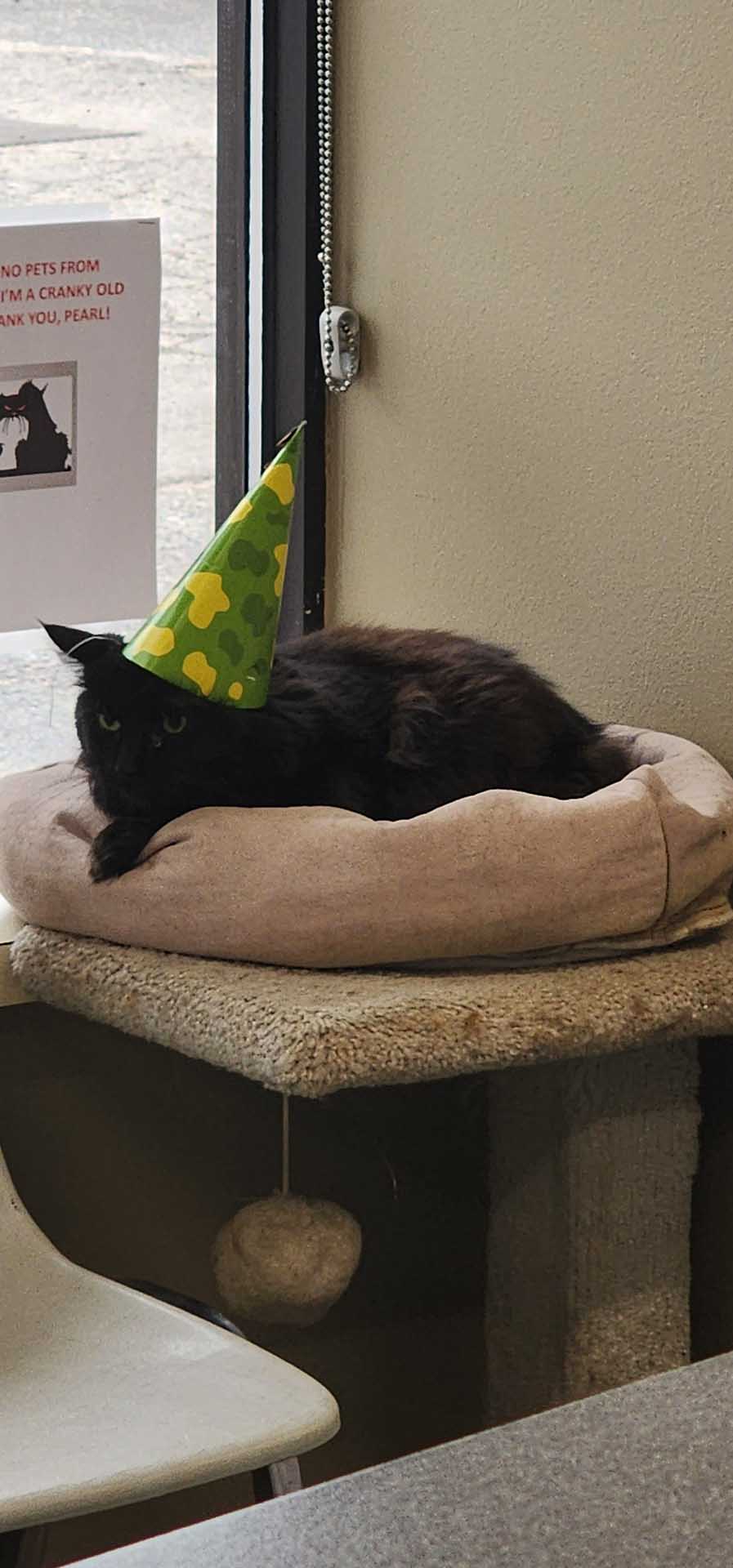 Cat in bed with party hat