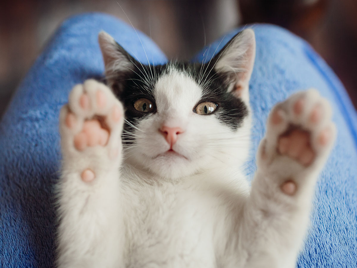 Cat with outstretched paws