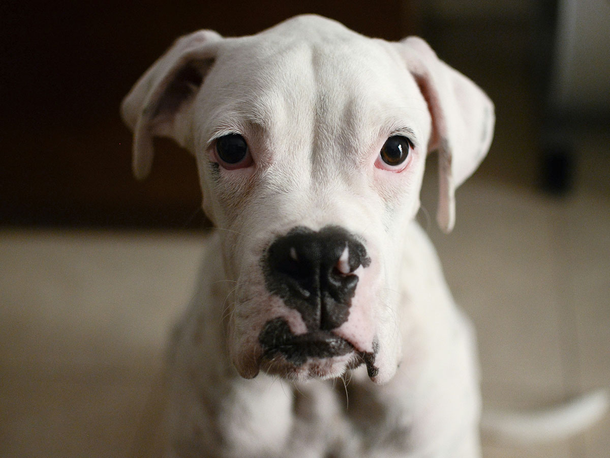 Close-up of white dog's face