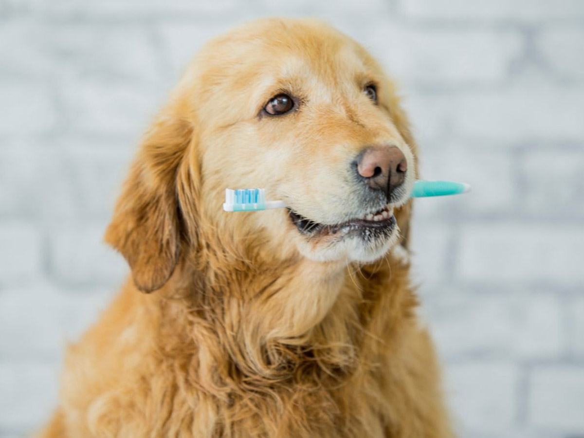 Cute dog brushing its teeth