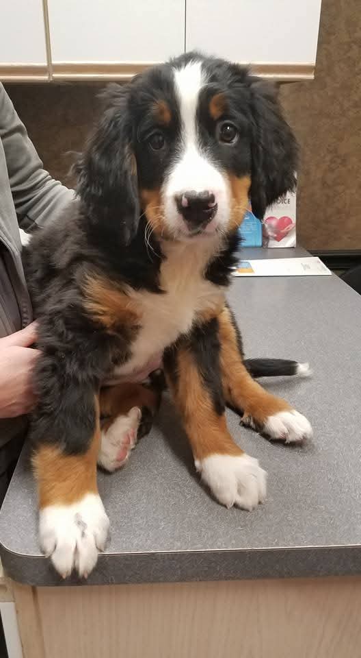 Cute dog on exam table