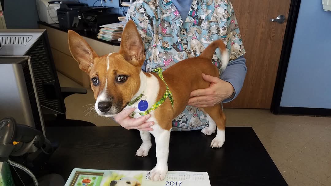 Dog at veterinarian's office