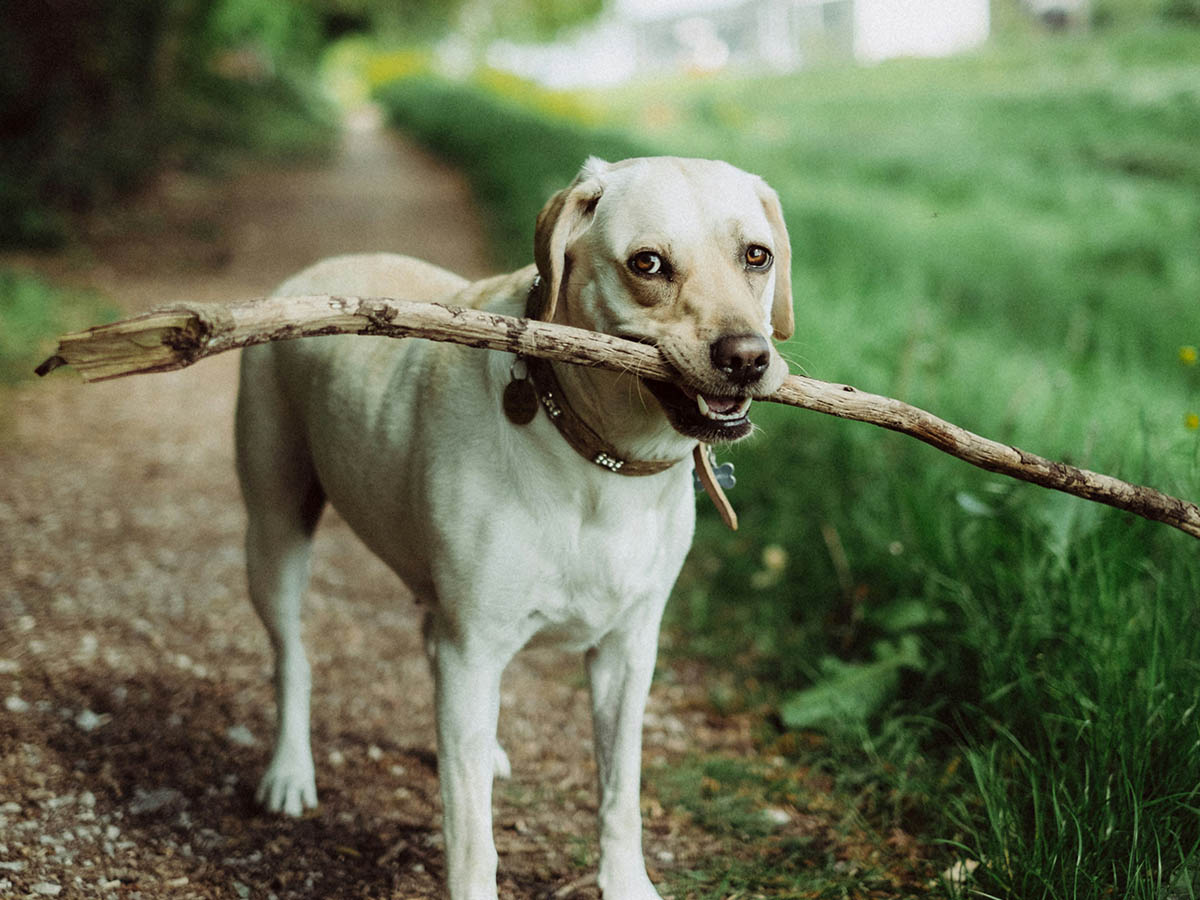 Dog carries stick in mouth.