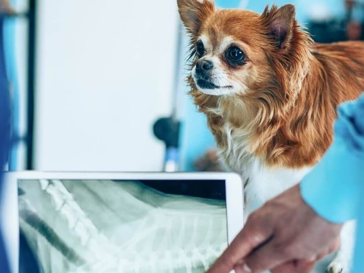 Dog looking at X-ray with vet