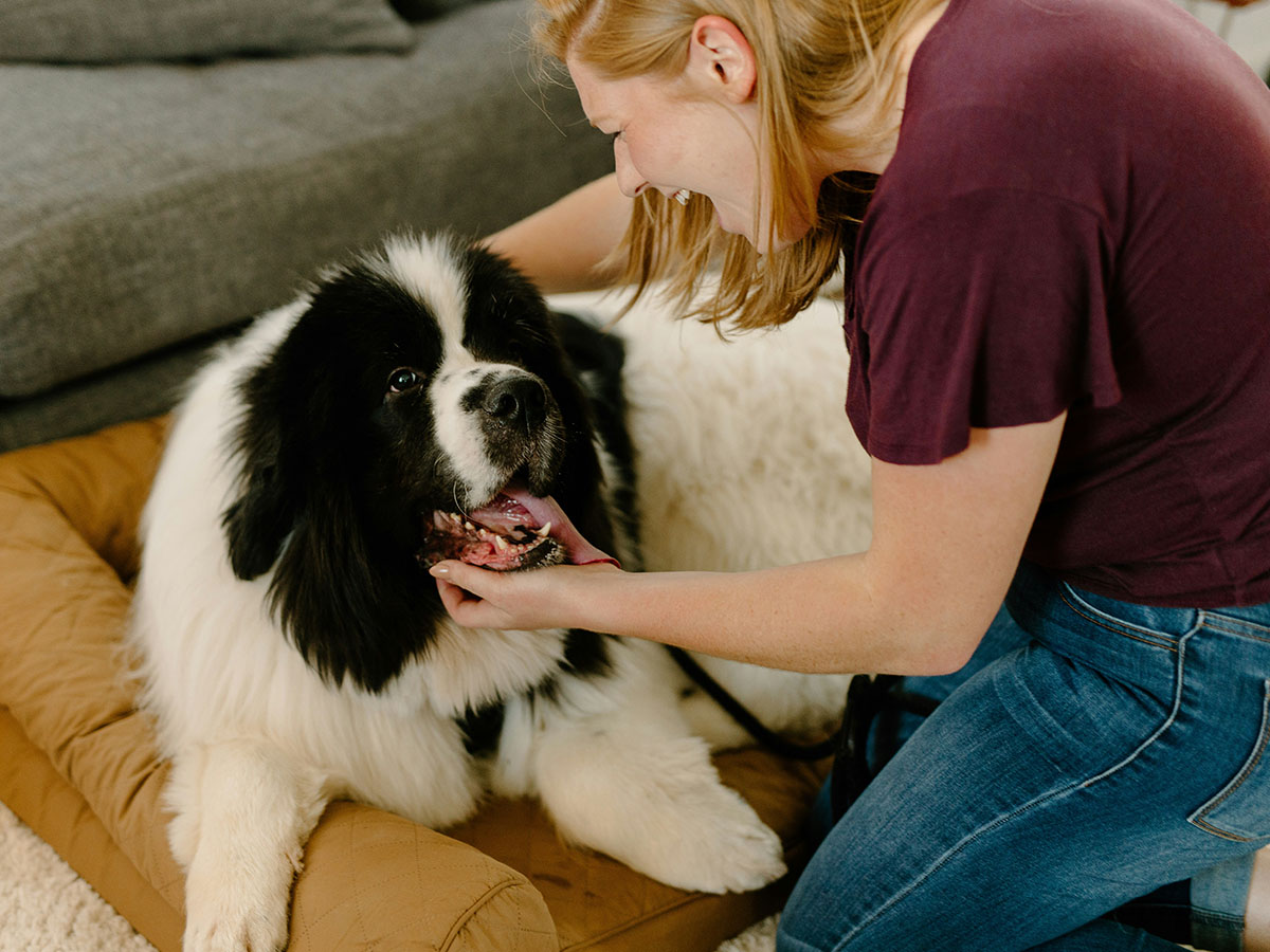 Dog lying on dog bed.