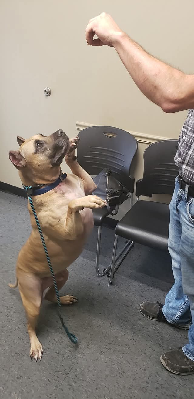 Dog stands, reaching for treat.
