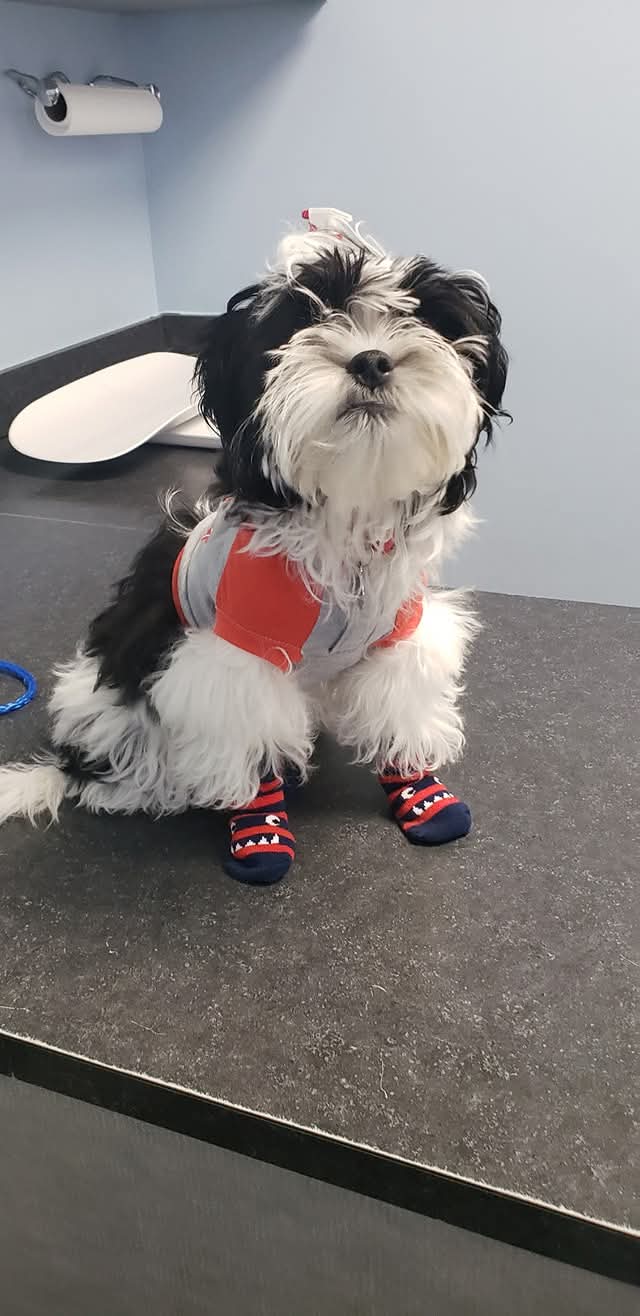 Dog wearing shirt and socks.