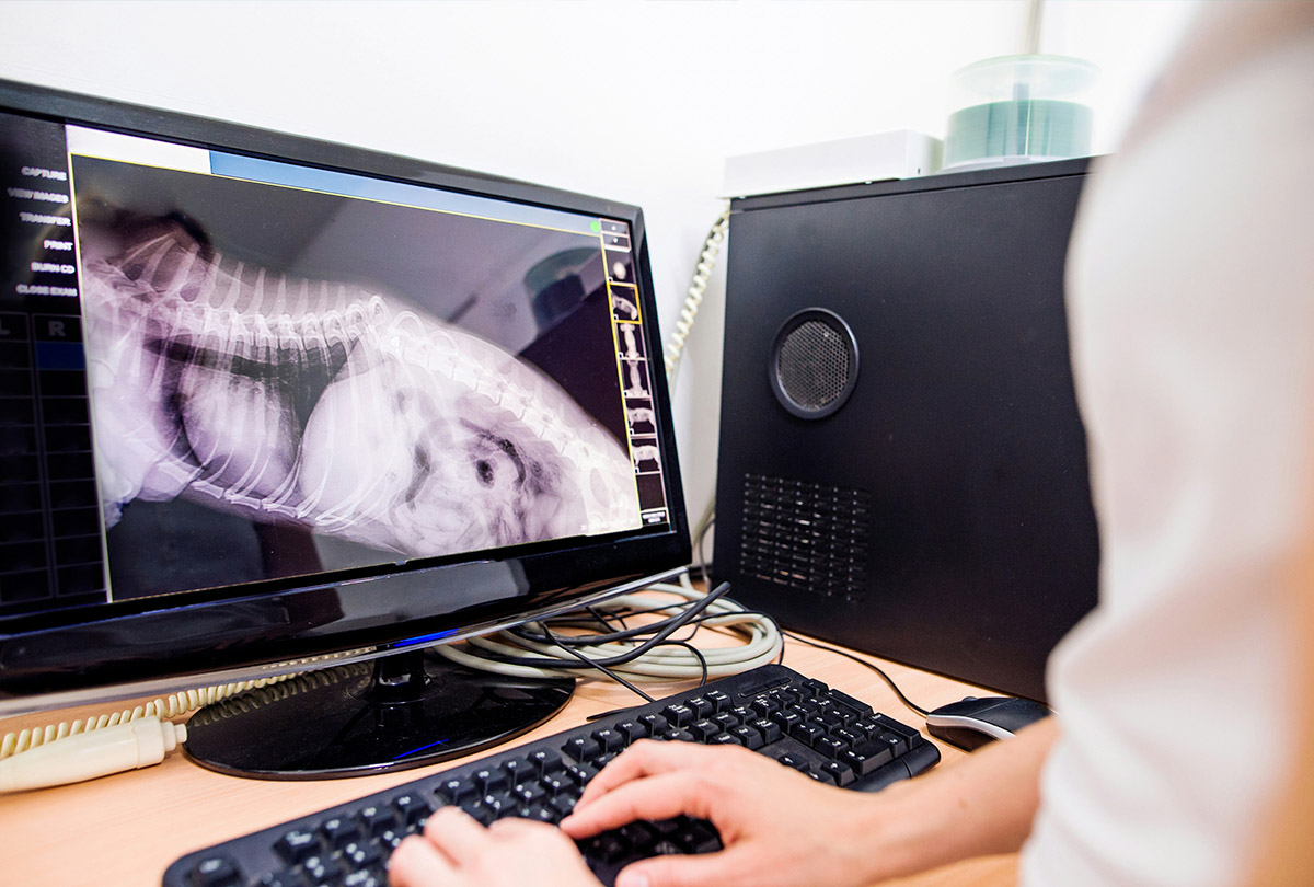 Dog x-ray viewed on monitor