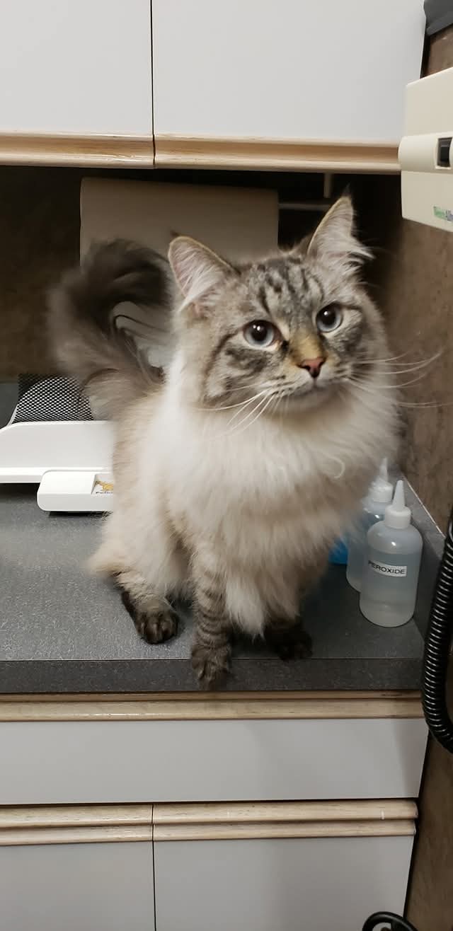 Fluffy cat at veterinary clinic