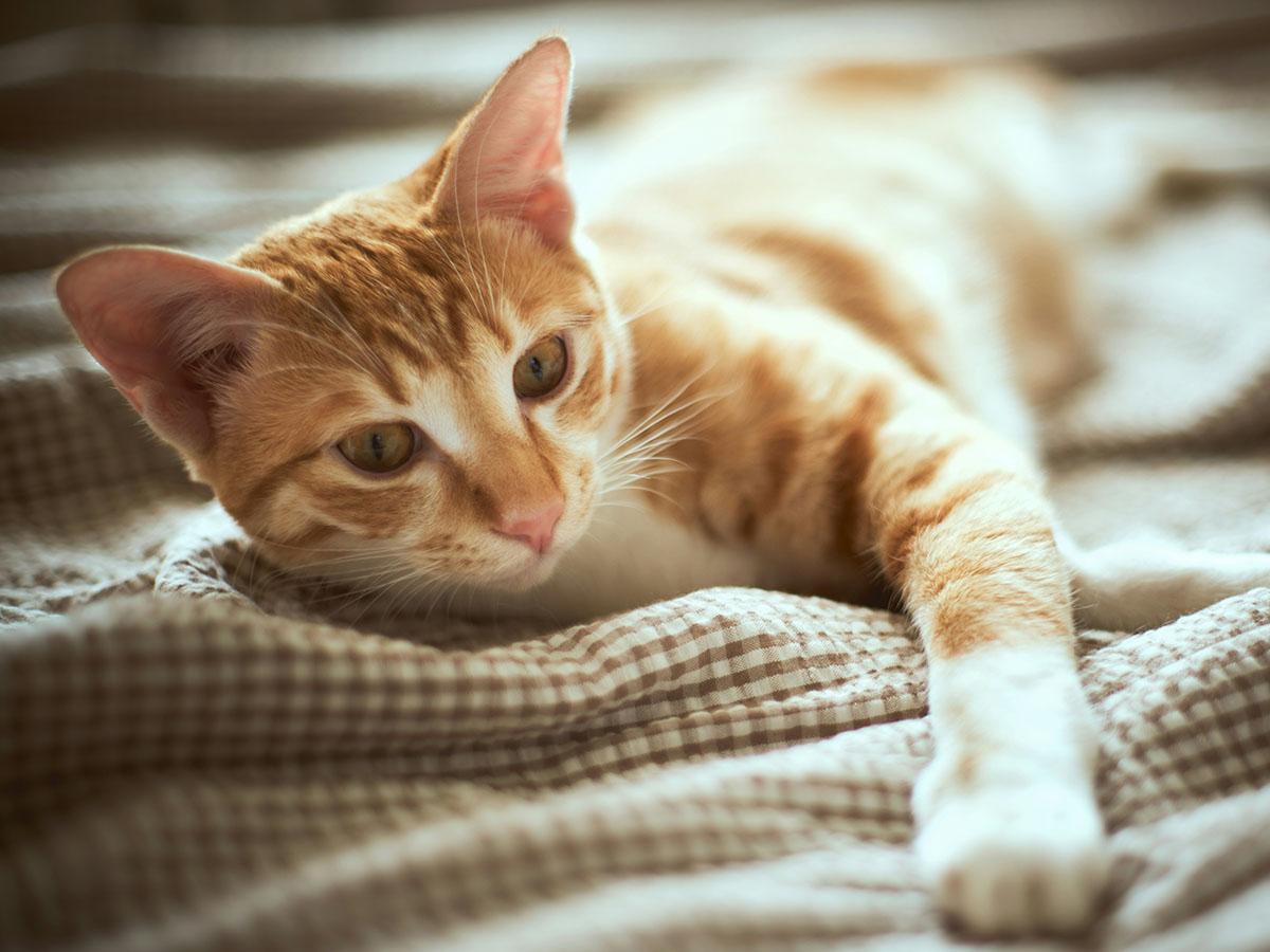 Ginger tabby cat lying down