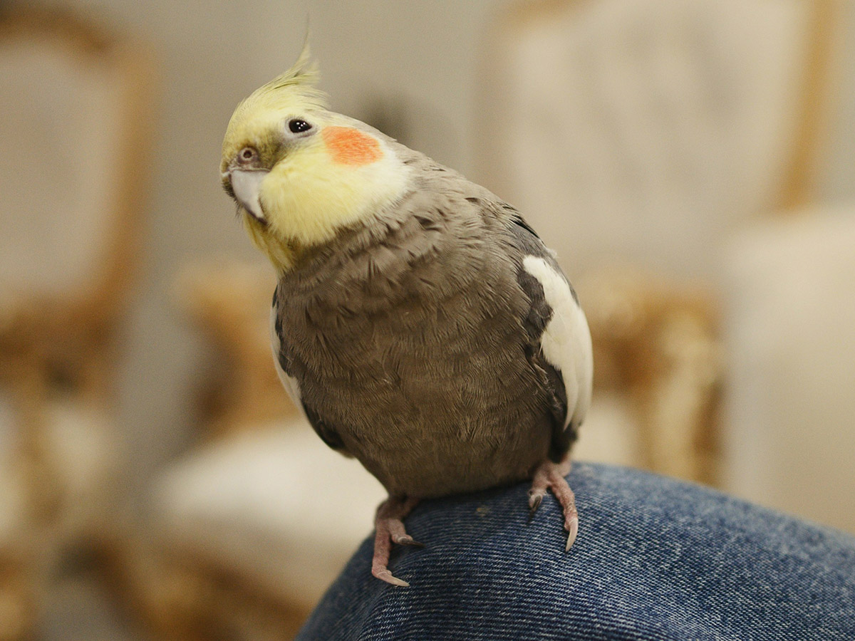 Gray and yellow pet parrot