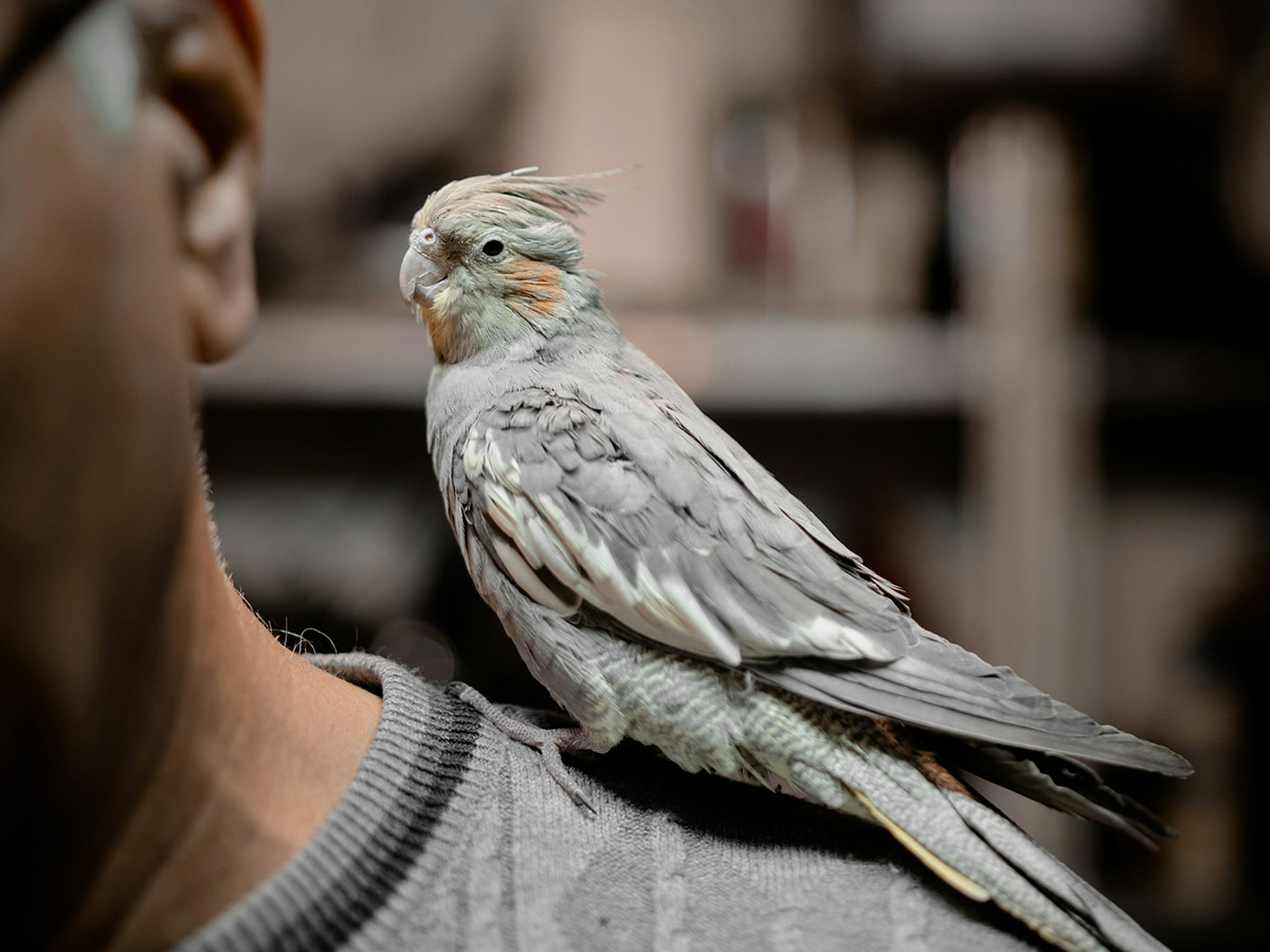 Gray bird rests on person