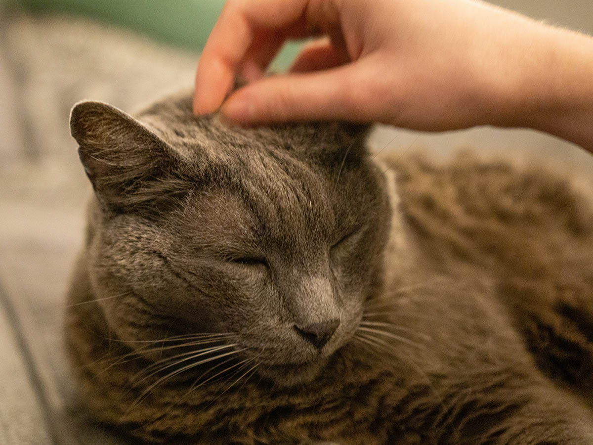 Gray cat being petted