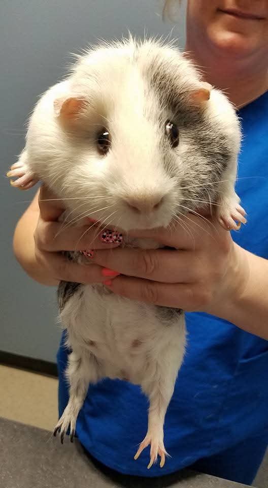 Guinea pig held by person.