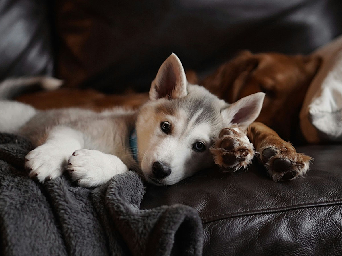 Puppy resting paw on dog.