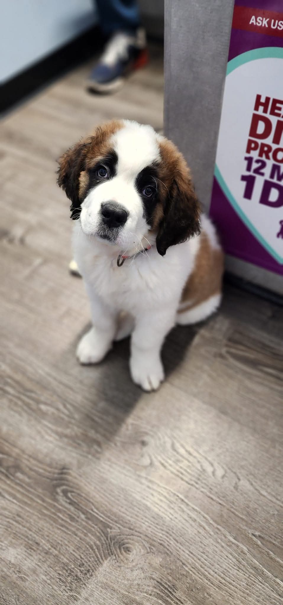 Puppy with big, soulful eyes