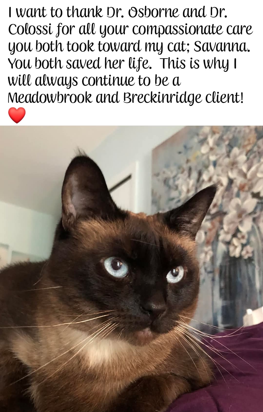 Siamese cat with bright blue eyes