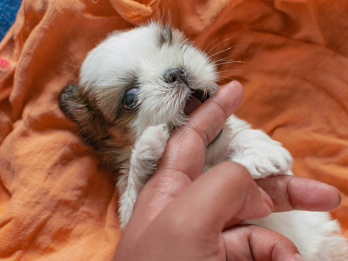 Small puppy biting hand gently