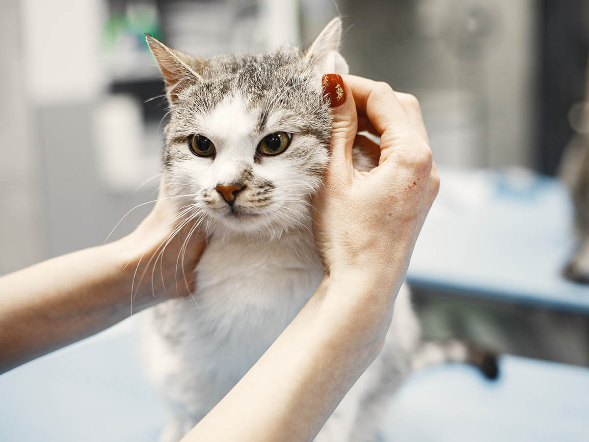 Vet checks the cat's ears