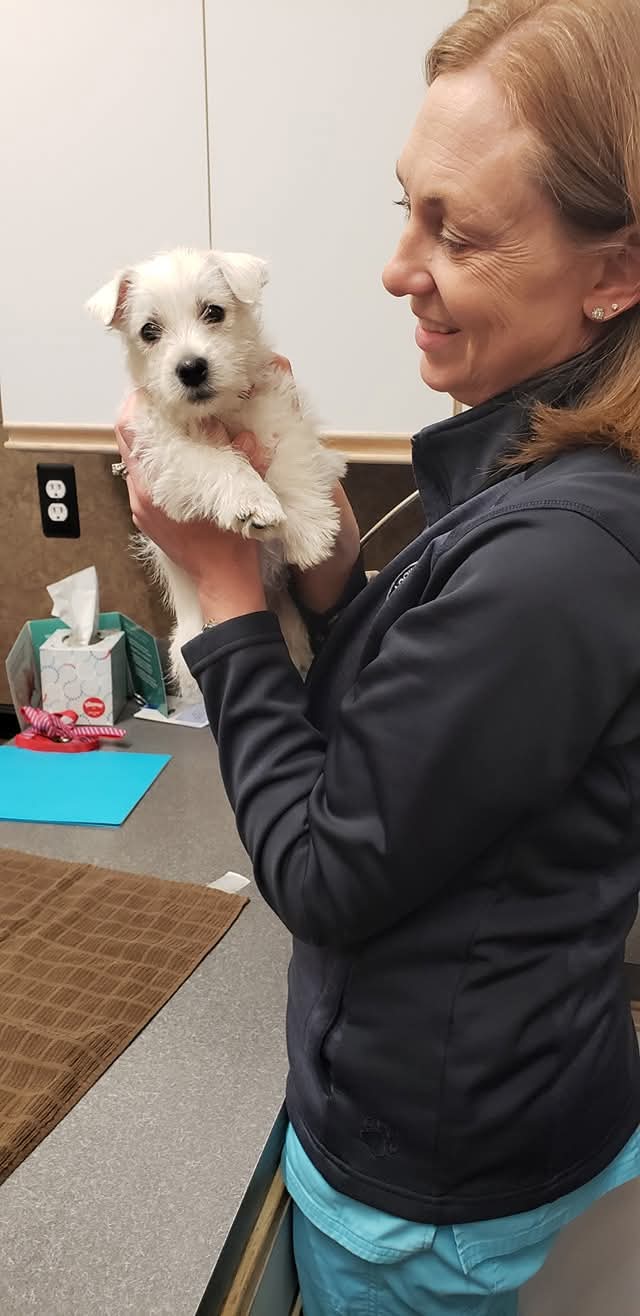 Westie puppy held at veterinarian office.