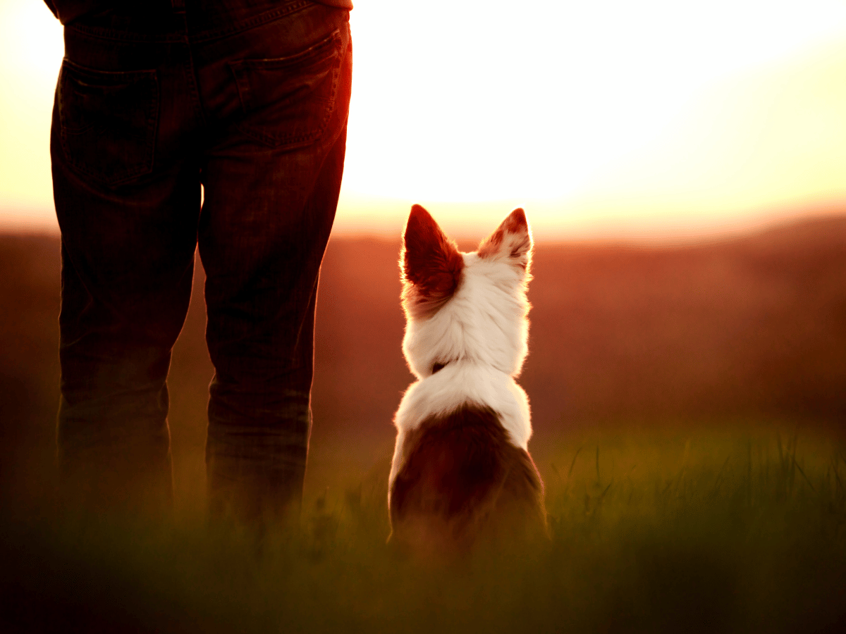 Child holding a cute fluffy cat