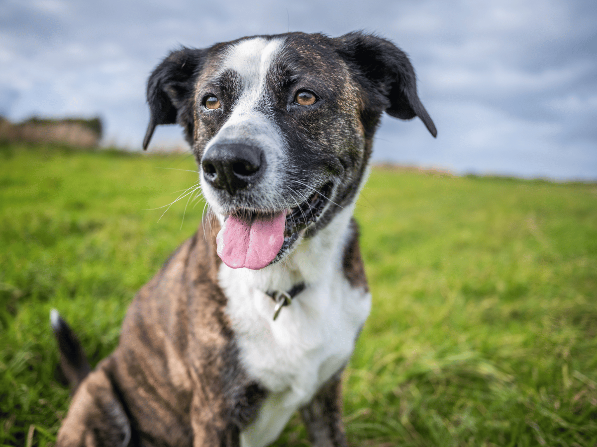 Tiny hamster with brown fur