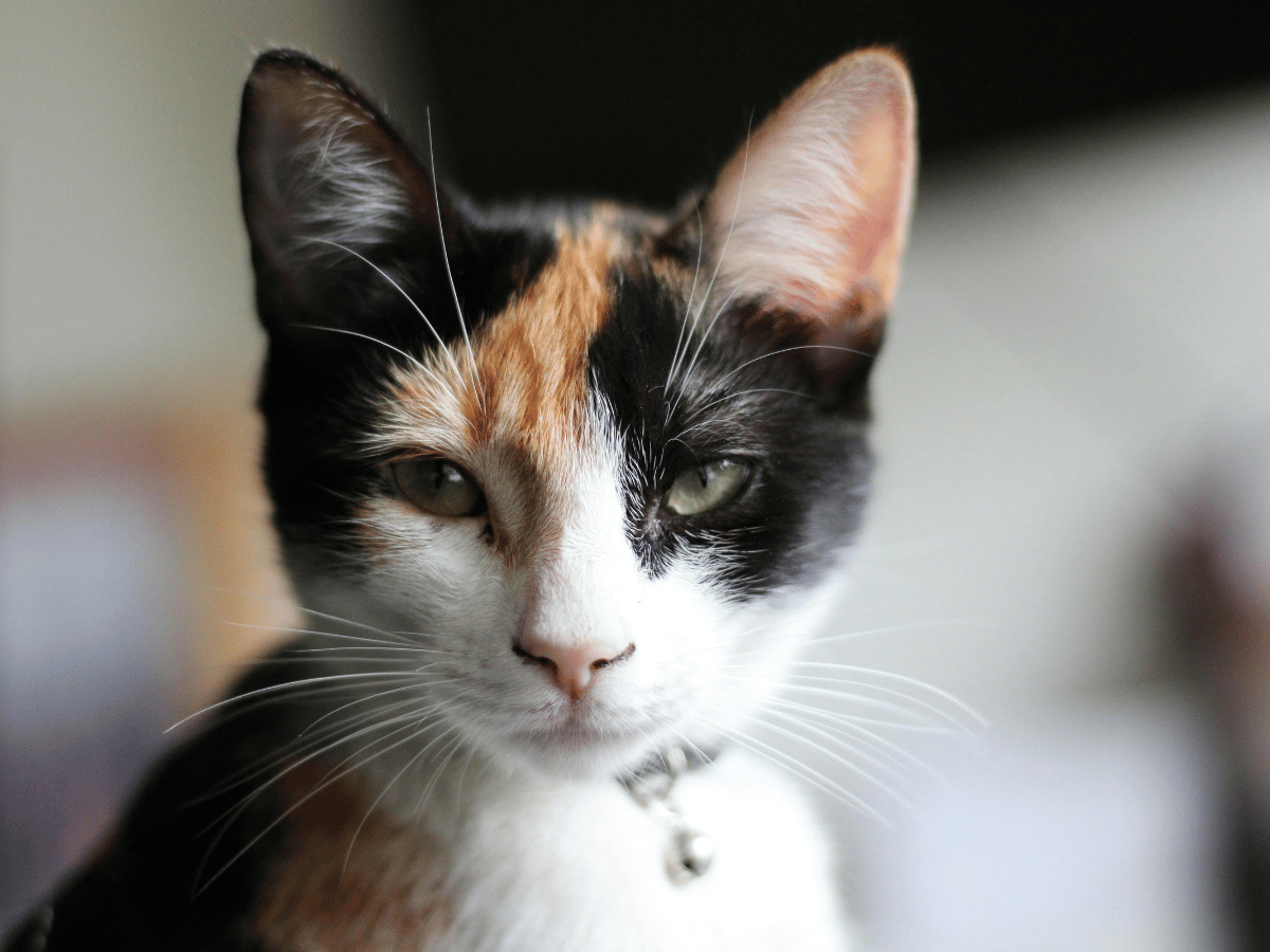 Fluffy cat watching outside window.