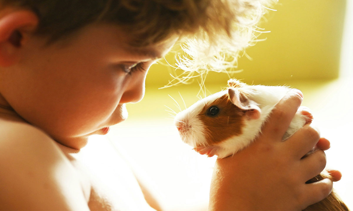 Child gazes at pet guinea pig